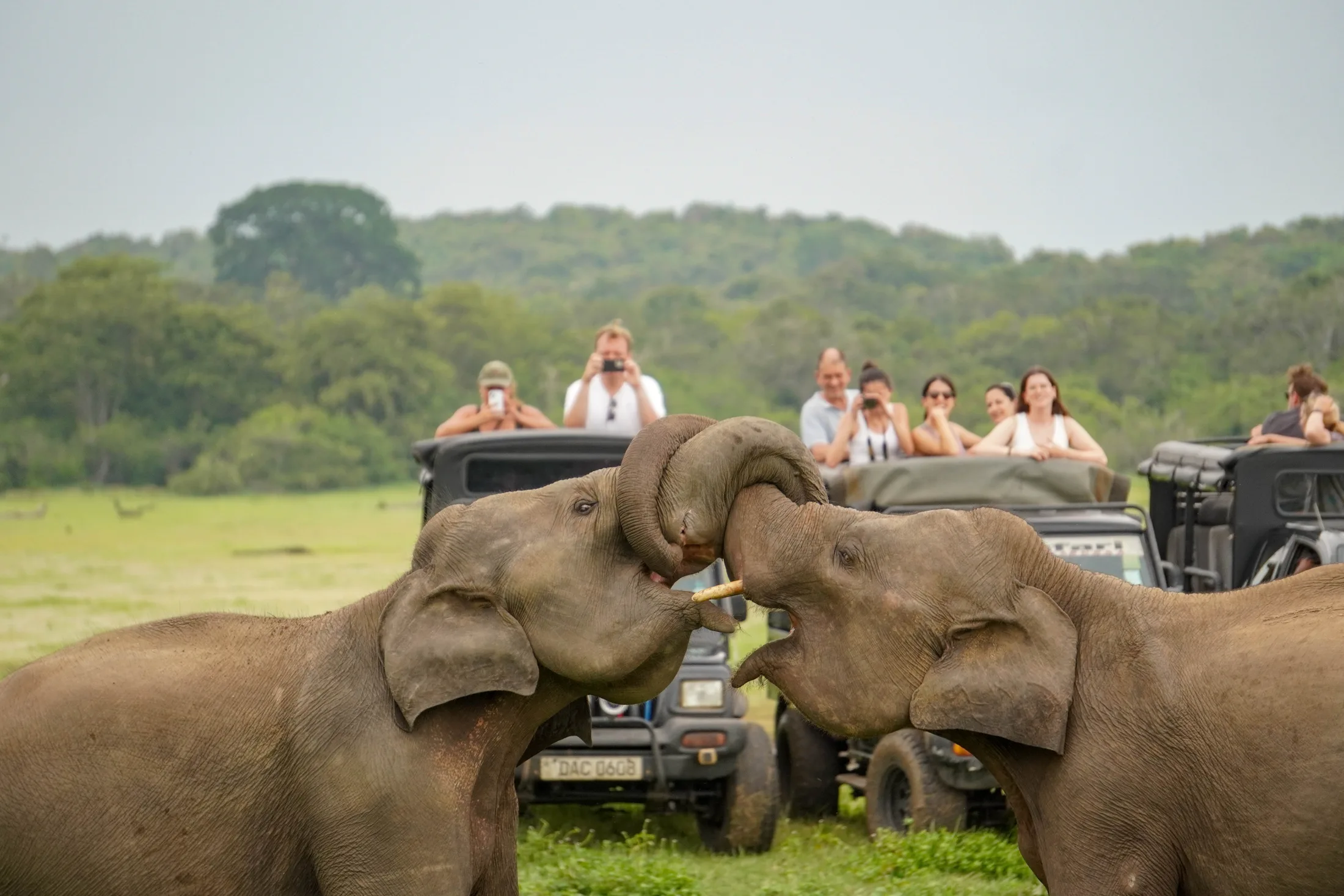 Your Trusted Partner for Unforgettable Wildlife Safaris