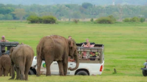 Hurulu Elephant Safari