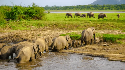 All-Inclusive Kaudulla Wildlife Safari: Exclusive Jeep Tour with Hotel Pickup