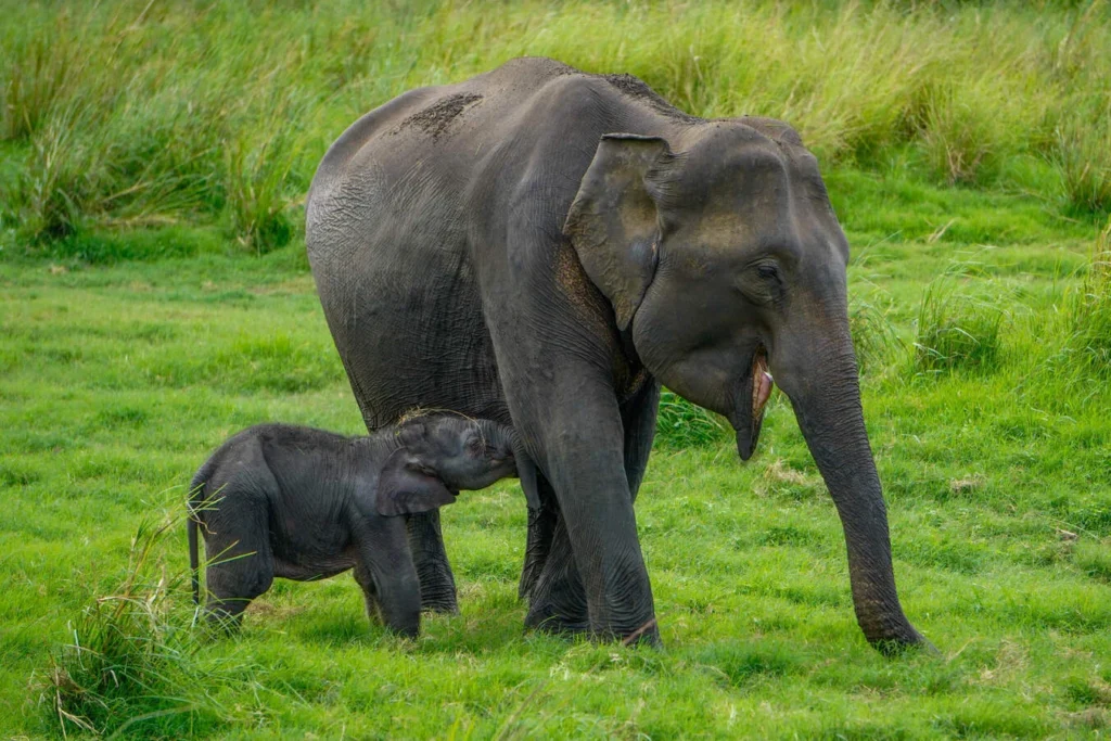 All-Inclusive Kaudulla Wildlife Safari: Exclusive Jeep Tour with Hotel Pickup