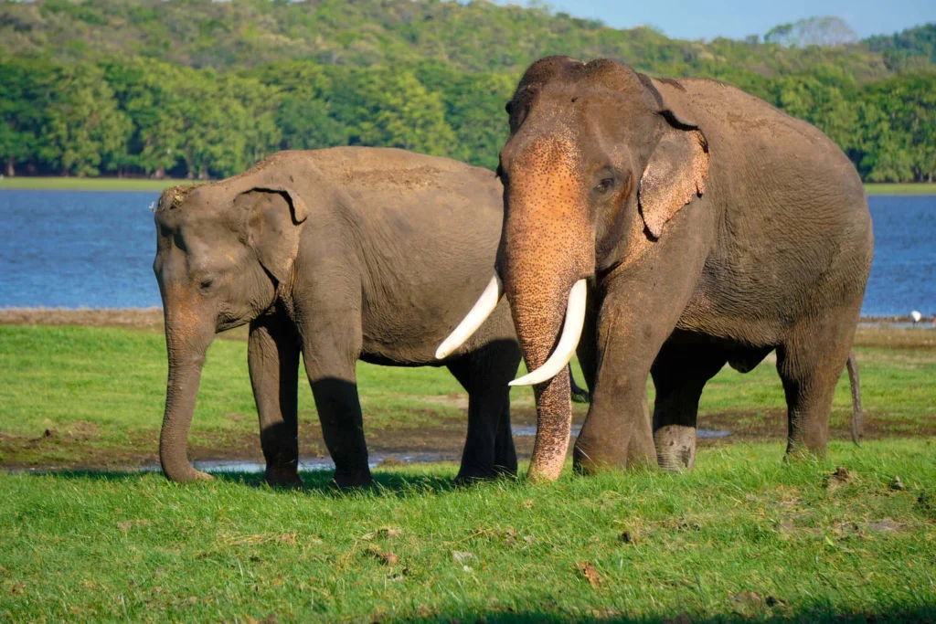 All-Inclusive Kaudulla Wildlife Safari: Exclusive Jeep Tour with Hotel Pickup