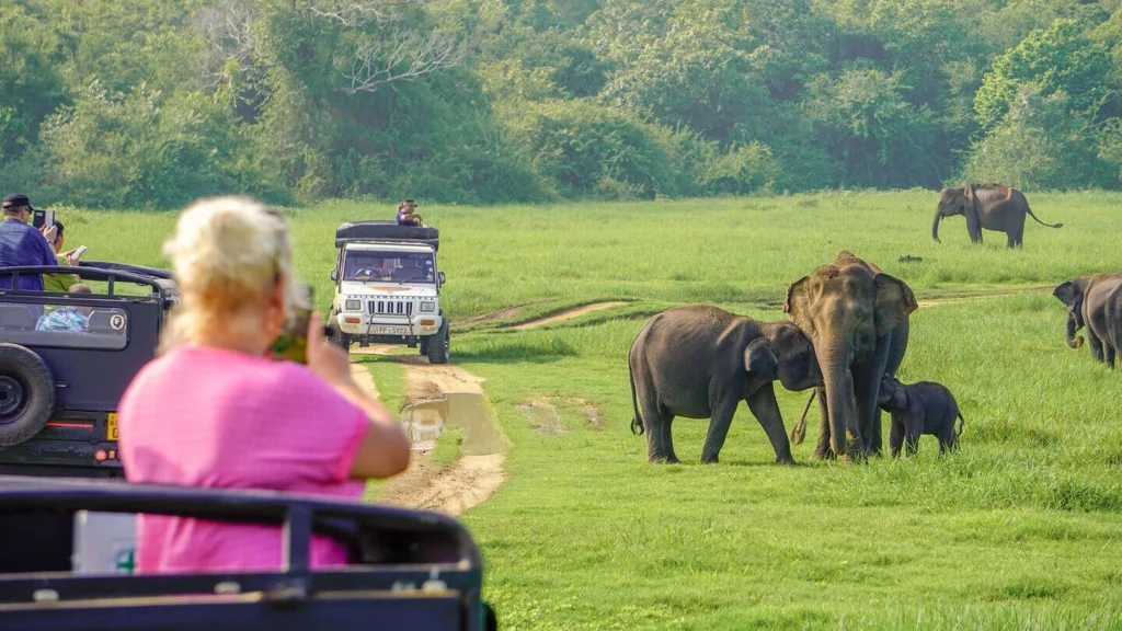 All-Inclusive Minneriya Wildlife Safari: Private 4×4 Jeep Tour with Hotel Pickup