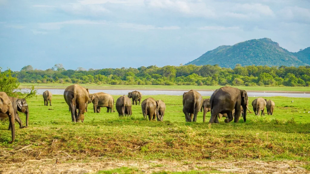 All-Inclusive Minneriya Wildlife Safari: Private 4×4 Jeep Tour with Hotel Pickup