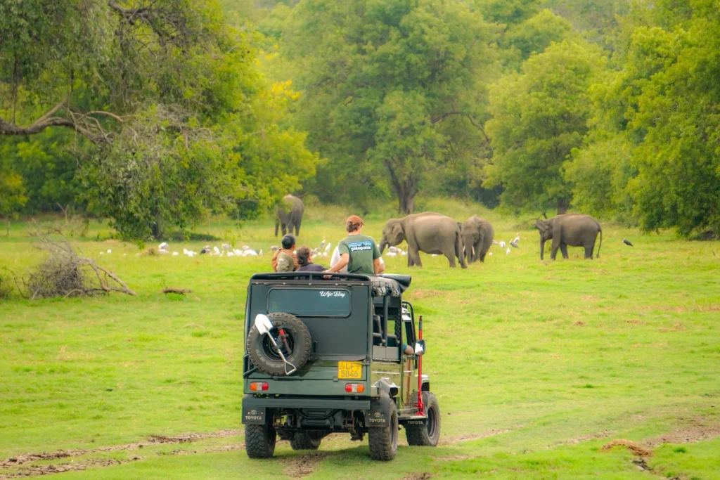 All-Inclusive Minneriya Wildlife Safari: Private 4×4 Jeep Tour with Hotel Pickup