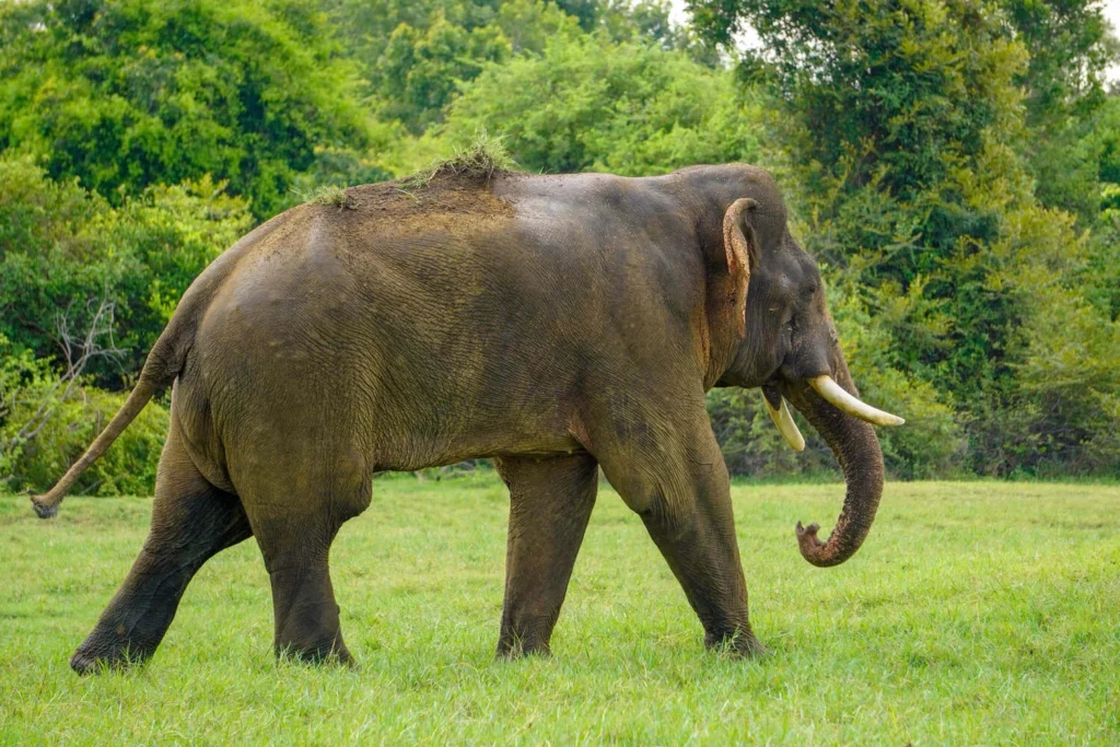 All-Inclusive Sigiriya Rock Hike & Minneriya Safari: Full-Day Private 4×4 Tour