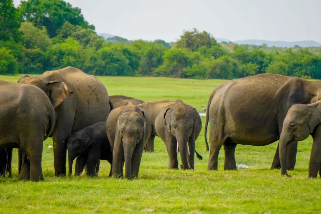 All-Inclusive Sigiriya Rock Hike & Minneriya Safari: Full-Day Private 4×4 Tour