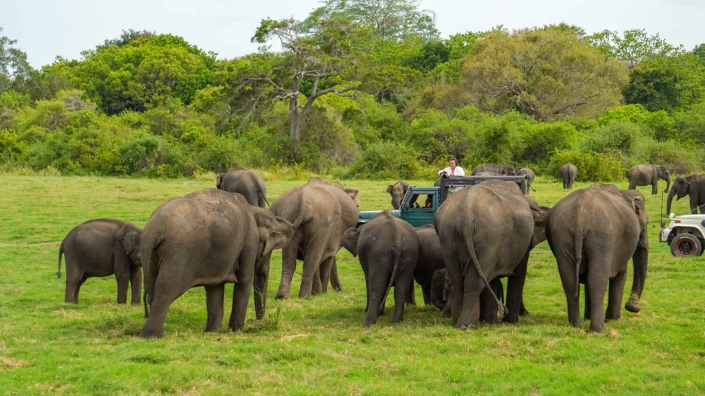 All-Inclusive Sigiriya Rock Hike & Minneriya Safari: Full-Day Private 4×4 Tour