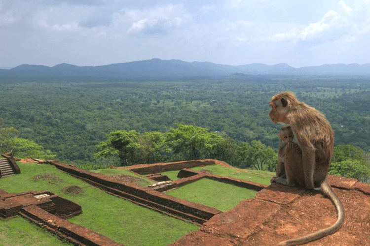 All-Inclusive Sigiriya Rock Hike & Minneriya Safari: Full-Day Private 4×4 Tour
