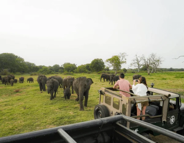 All-Inclusive Kaudulla Wildlife Safari: Exclusive Jeep Tour with Hotel Pickup
