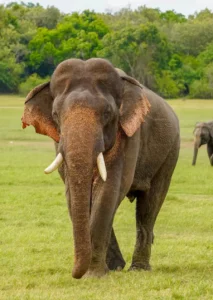 Kaudulla Elephant Safari